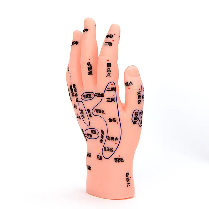 

Massage hand model reflection area human body acupuncture model male and female acupuncture points meridian acupuncture Chinese