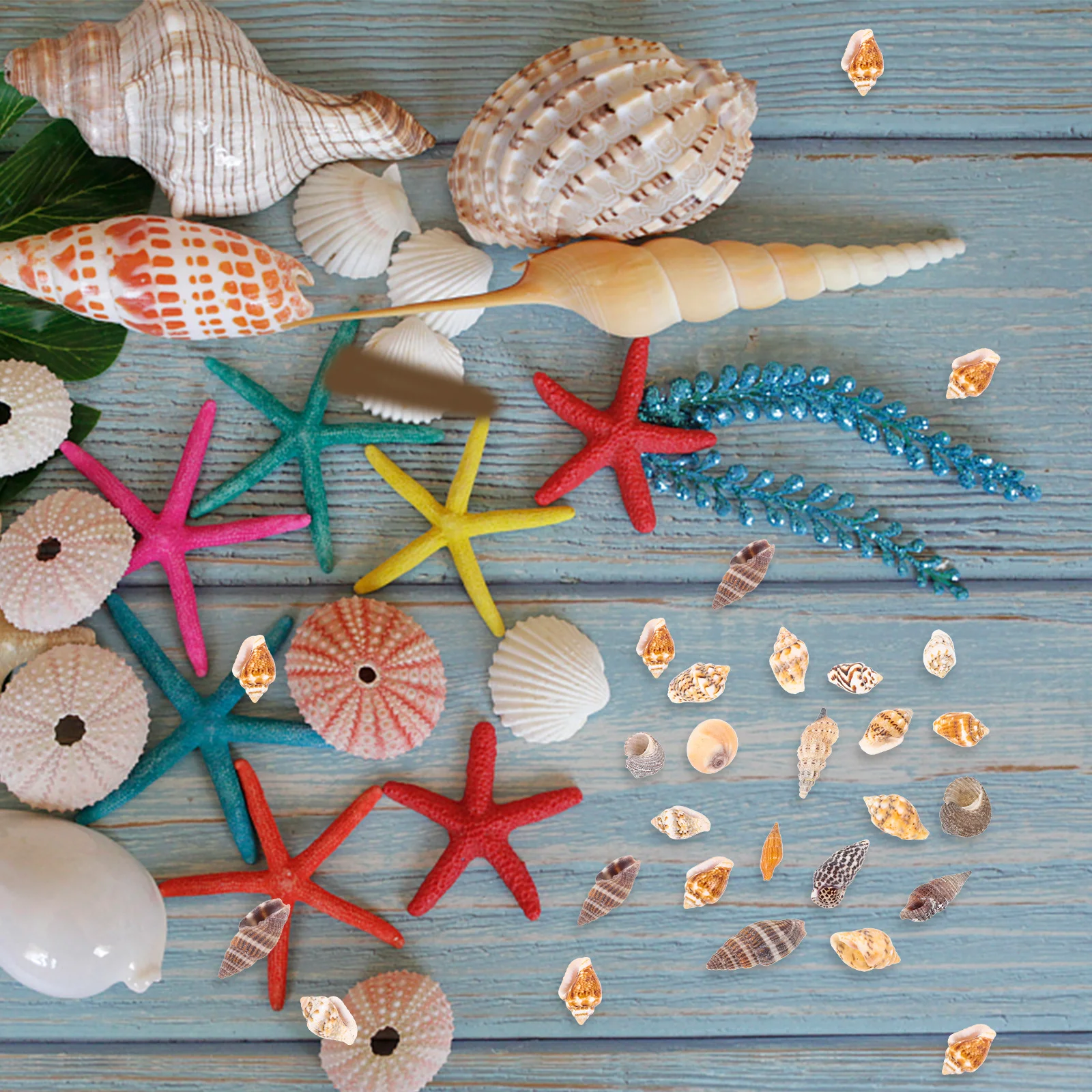 

1 Box Natural Seashell Decorations Diy Craft For Home Aquarium Landscape Desktop Conch Adorn Jewelry Making Fish Tank