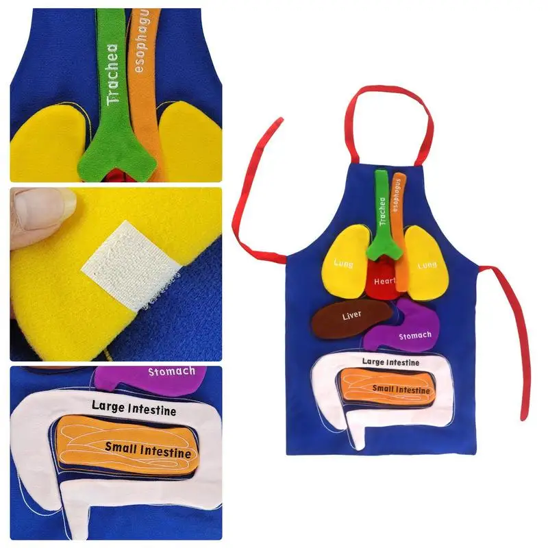 Anatomy Apron Body Model For Kids Apron Human Body Organs Awareness Educational Toy For Home Preschool Teaching Aid Transparent