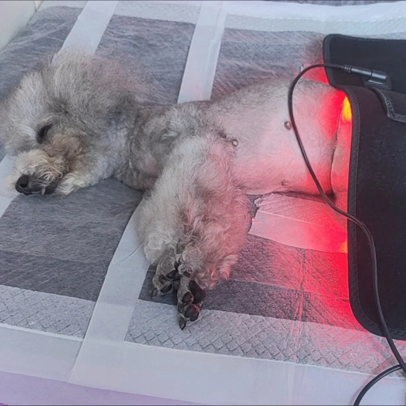 

Veterinary Grade Laser Therapy Belt 660nm Red Light Device for Dog Rosacea Treatment & Wound Recovery