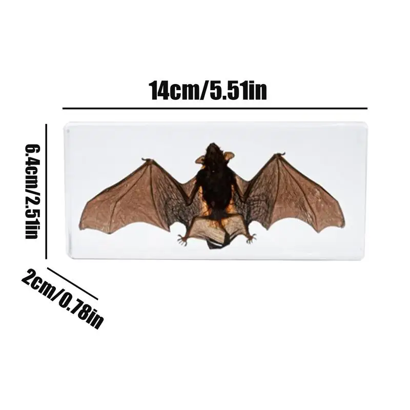 Tassidermy Animals Bat resina realistica Bat Crafts Collection decorazione di pipistrelli con cornice per espositori educativi appassionati di