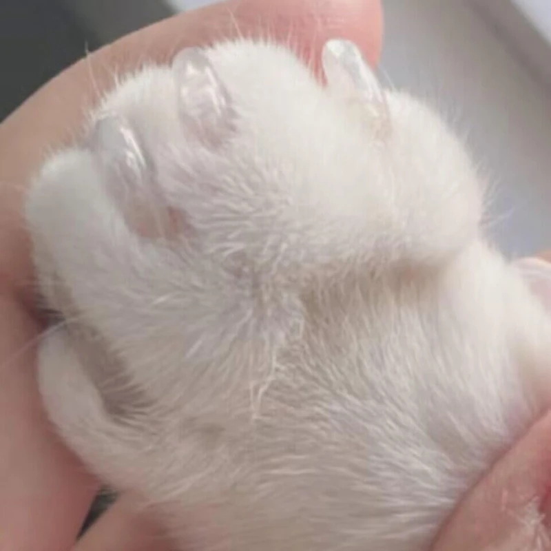 20 piezas para uñas de gato, cubiertas suaves y cómodas, con pegamento, diferentes tamaños