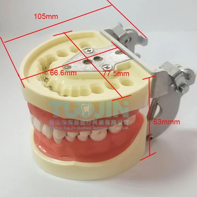 Model zębów dentystycznych dla techników dentystycznych Trening studia Stomatologia Modele Typodont ze zdejmowanym zębem