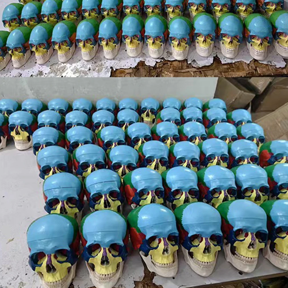 1/2 حجم 3-جزء جمجمة رأس ملونة بشرية مع فقرة عنق الرحم نموذج تشريحي لوازم العلوم الطبية #6