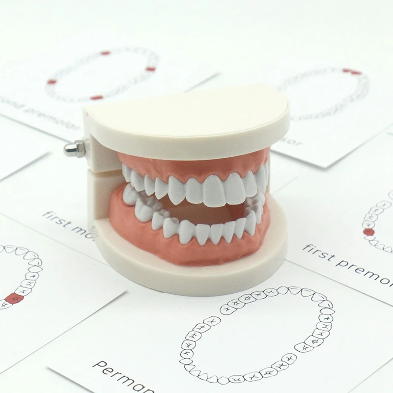 Juguetes sensoriales para niños, modelo de dientes de Educación Temprana, tarjeta en inglés, modelo de cognición dental, ejercicio de cepillado de dientes