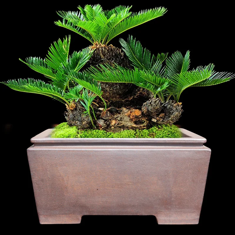 Purple sand flower pot extra large bonsai pot above 50cm, outdoor garden flowers and green plants potted plants