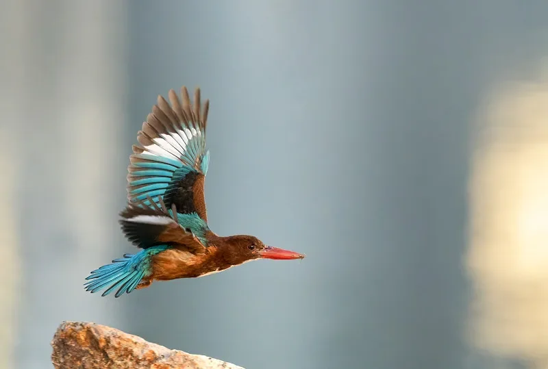 

Двухъядерный приемник BAYCK 2,4 ГГц ELRS — ExpressLRS RX с двойными антеннами Т-типа 90/150 мм, дронами FPV Racing/Freestyle