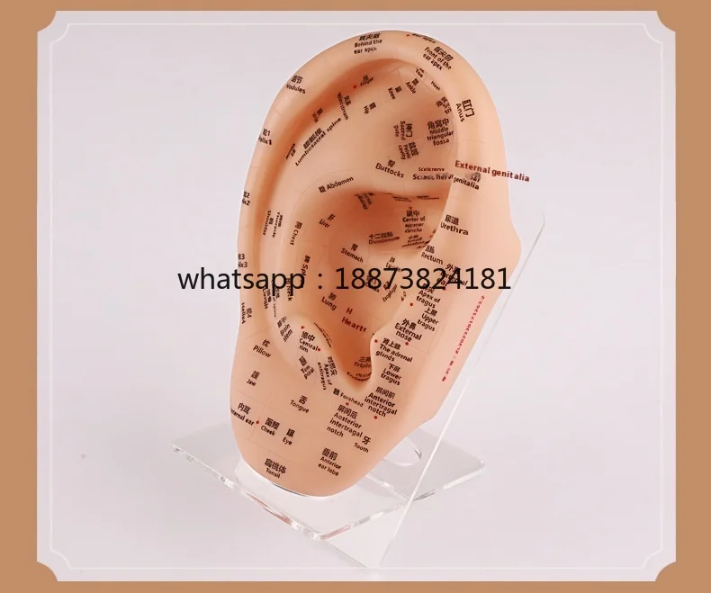 modelo-de-acupuntura-del-oido-en-ingles-super-claro-23cm-plastico-suave-figura-de-medicina-china-puntos-de-acupuntura-envio-rapido