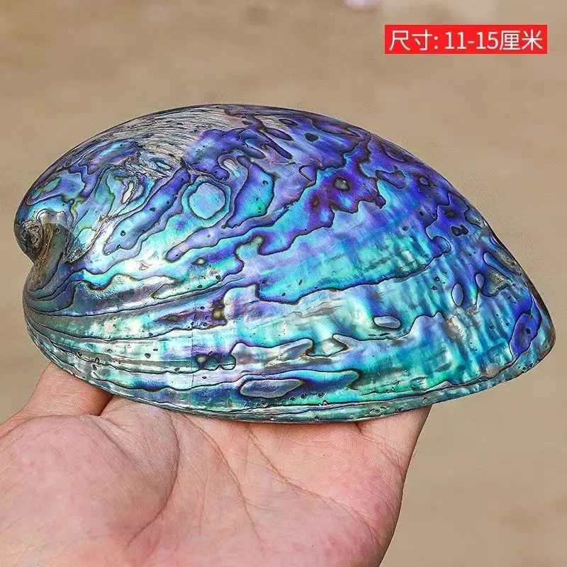Natural Crystal Abalone Shells New Zealand Colorful Home Decoration Seafood Craft Supplies
