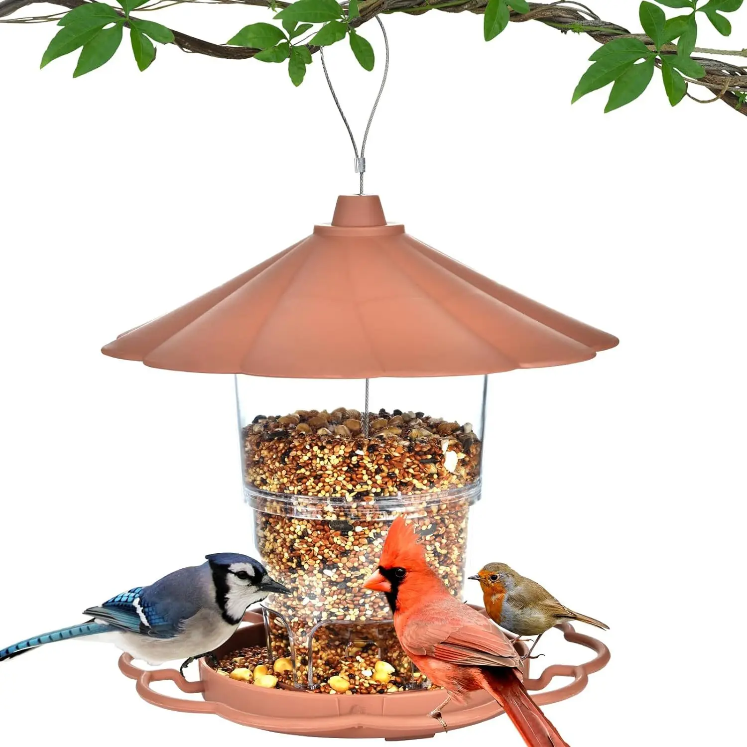 #23 Trending Bird Feeders Right Now