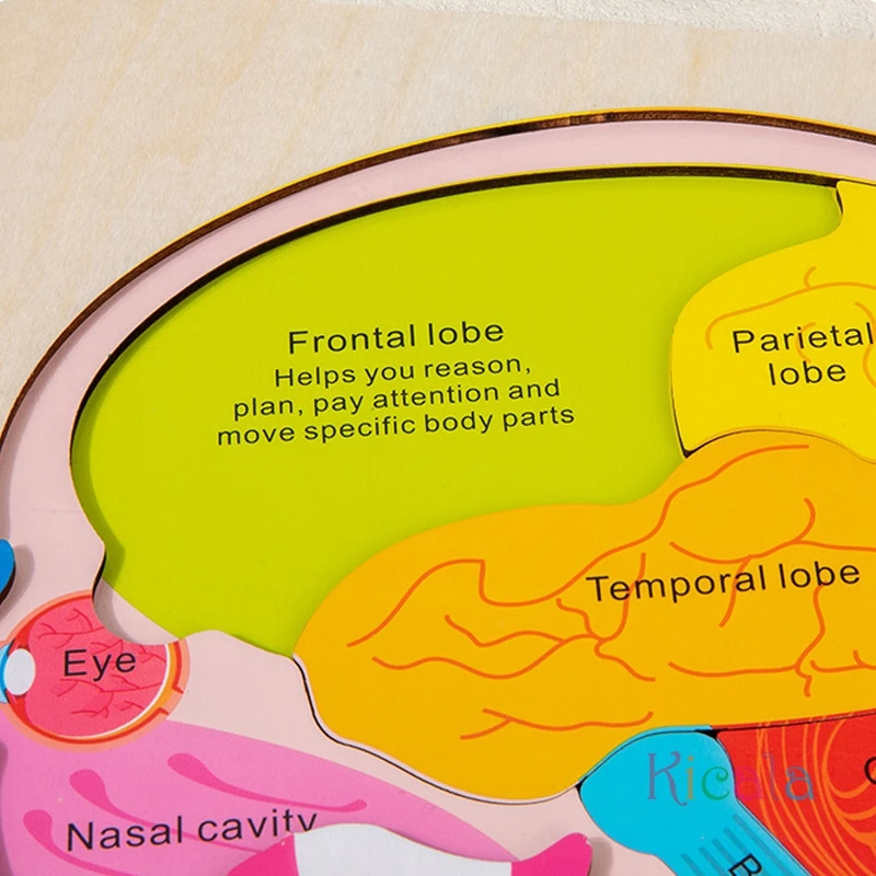 لعبة ألغاز تعليم تشريح الدماغ الخشبي للأعمار من 3 سنوات فما فوق، لعبة تعليمية معرفية متعددة الألوان لألعاب مونتيسوري للعلوم المبكرة