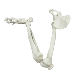 Adult Size Lower Limb Model Skeleton Anatomy Leg Bone with Hip Femur Foot Medical Teaching Tool