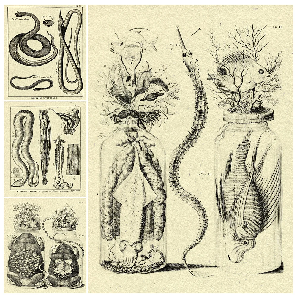 Squid,Seahorse And Toad In A Bottle,Vintage Wall Art Canvas Painting,Venomous Snake Dissection Specimen Poster Print Decoration