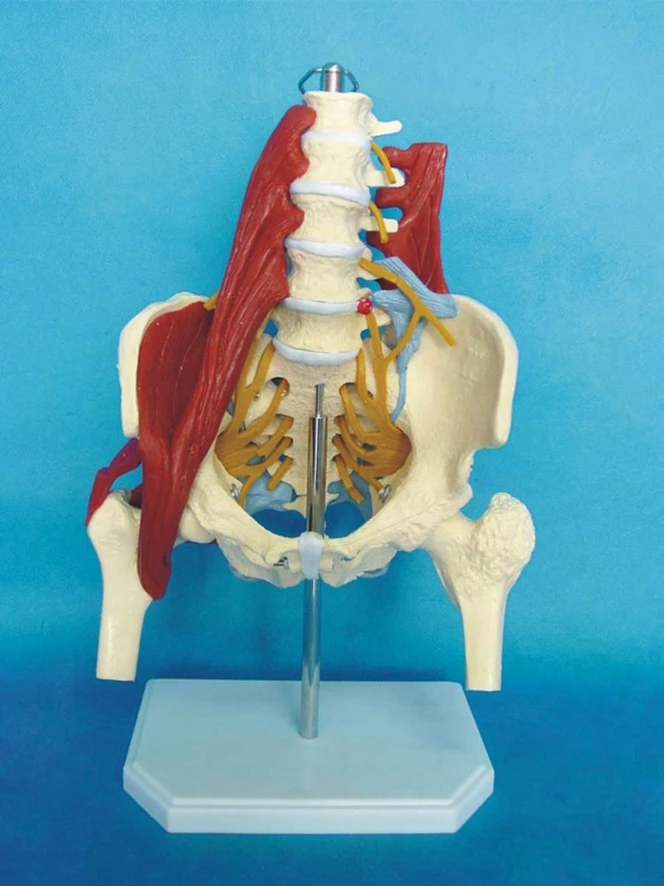Human Lumbar Cord Muscle Model, Pelvic Lumbar Disc Herniation, Maternal Pelvic Floor Muscle Repair Demonstration Sacral Skeleton