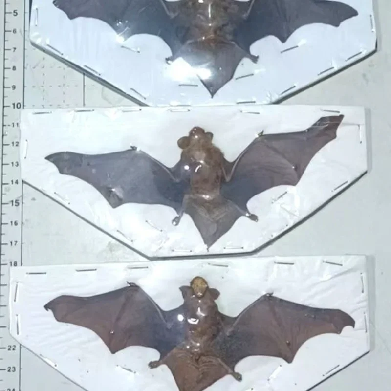 Real Bat Specimens DIY Handmade Decorative Painting Photography Prop for Teaching Statues for Decoration Taxidermy