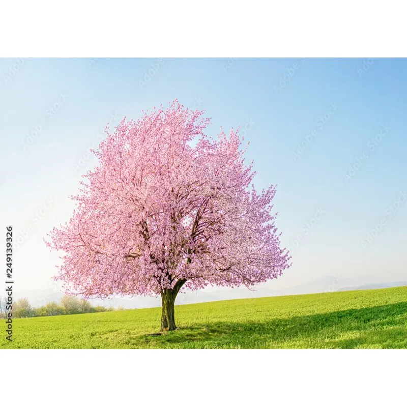 Puntelli di fotografia di paesaggio naturale erba verde e cielo blu con nuvole bianche sfondo fotografico puntelli da Studio 211223 KKLL-03