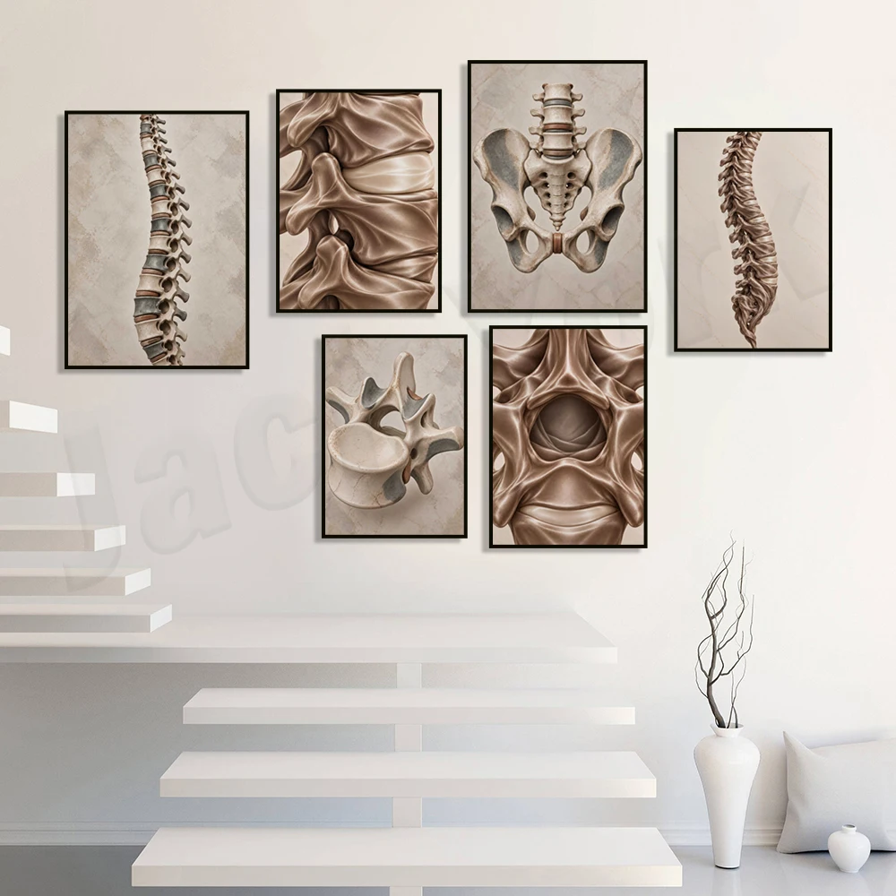 Spinal anatomy illustration, pelvis and vertebrae, spinal art, chiropractic clinic decorative poster