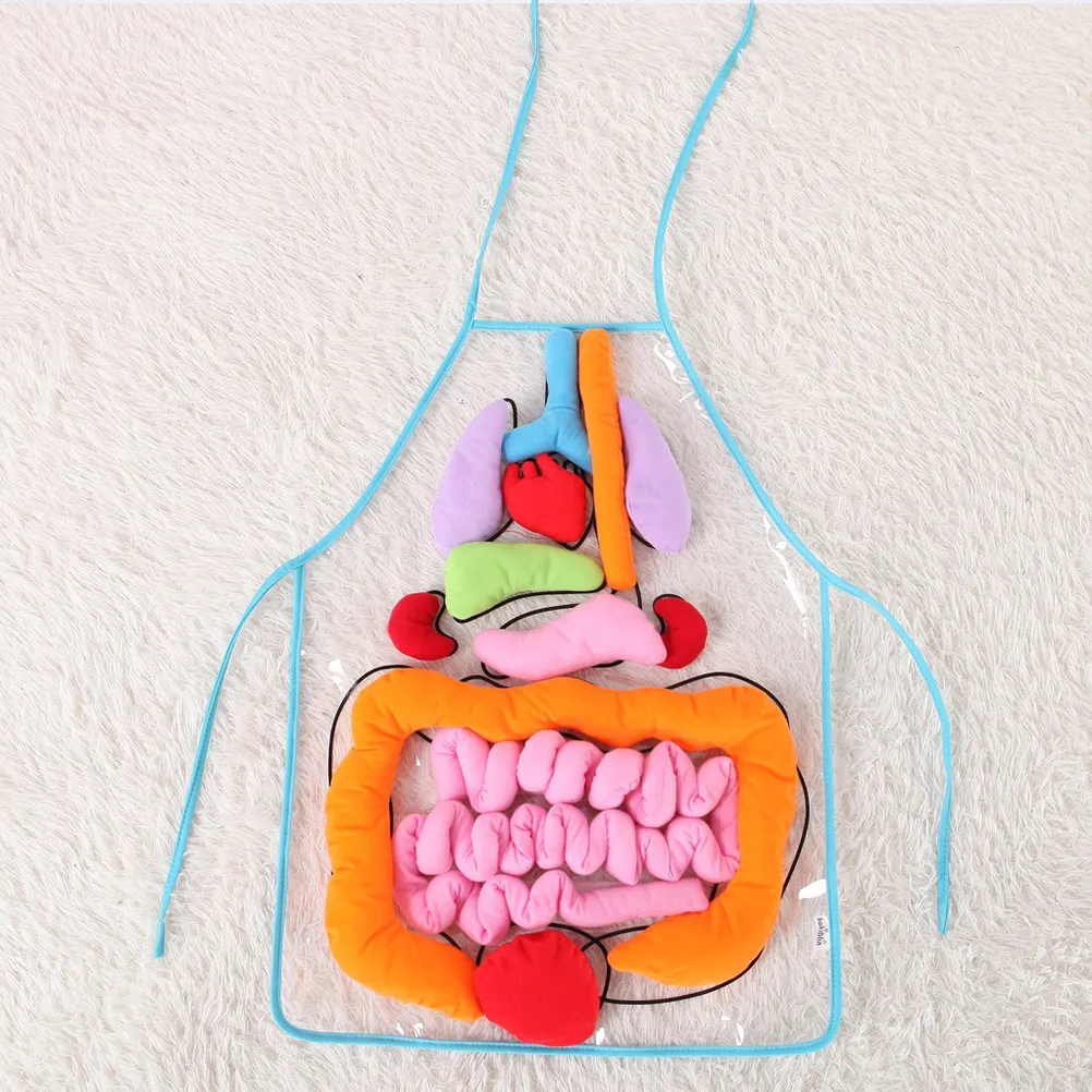 

Children Organs Apron Human Anatomy Teaching Aids Learning For School Hospital Health Education Educational Tool