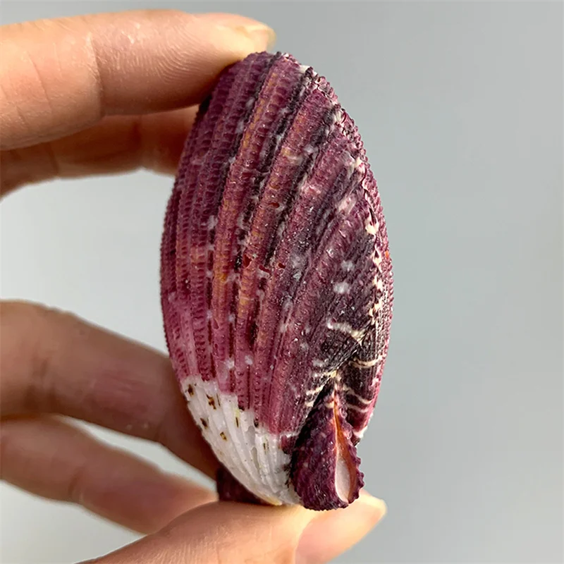 2 unids/lote pintura al óleo carmesí vieiras colección de especímenes marinos decoración del hogar conchas de estilo mediterráneo