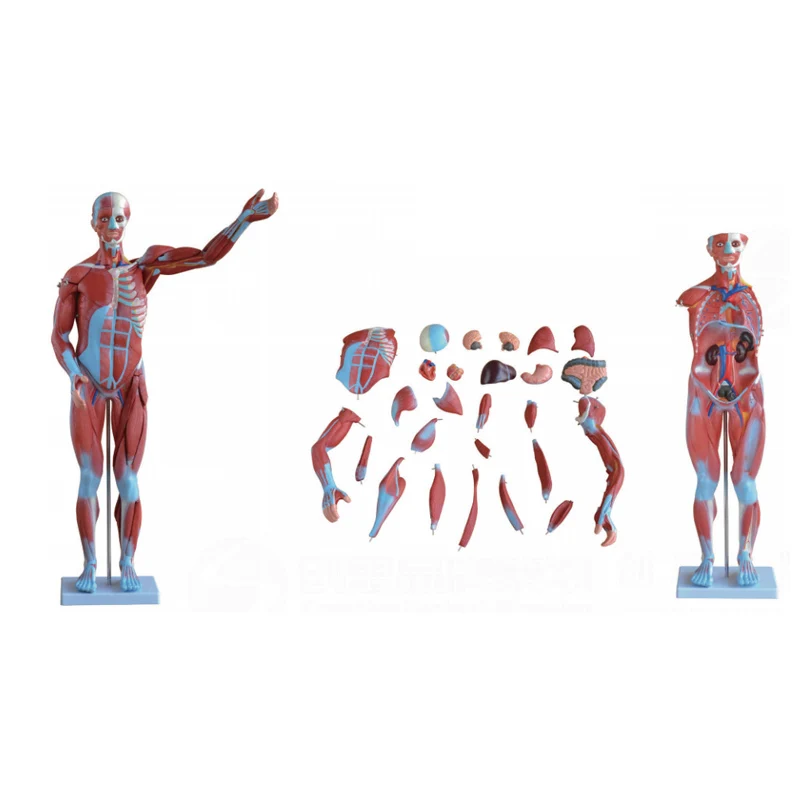 

School Supplies Medical Teaching 80cm Human Muscle Model 27 Parts