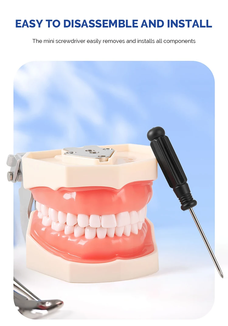 AZDENT Dental Standardzahnmodell 32-Zahn-Extraktionsmodell 1:1 Harzzähne Abnehmbares weiches Zahnfleisch Schraubendreher Zahnmedizinunterricht – Detail 8