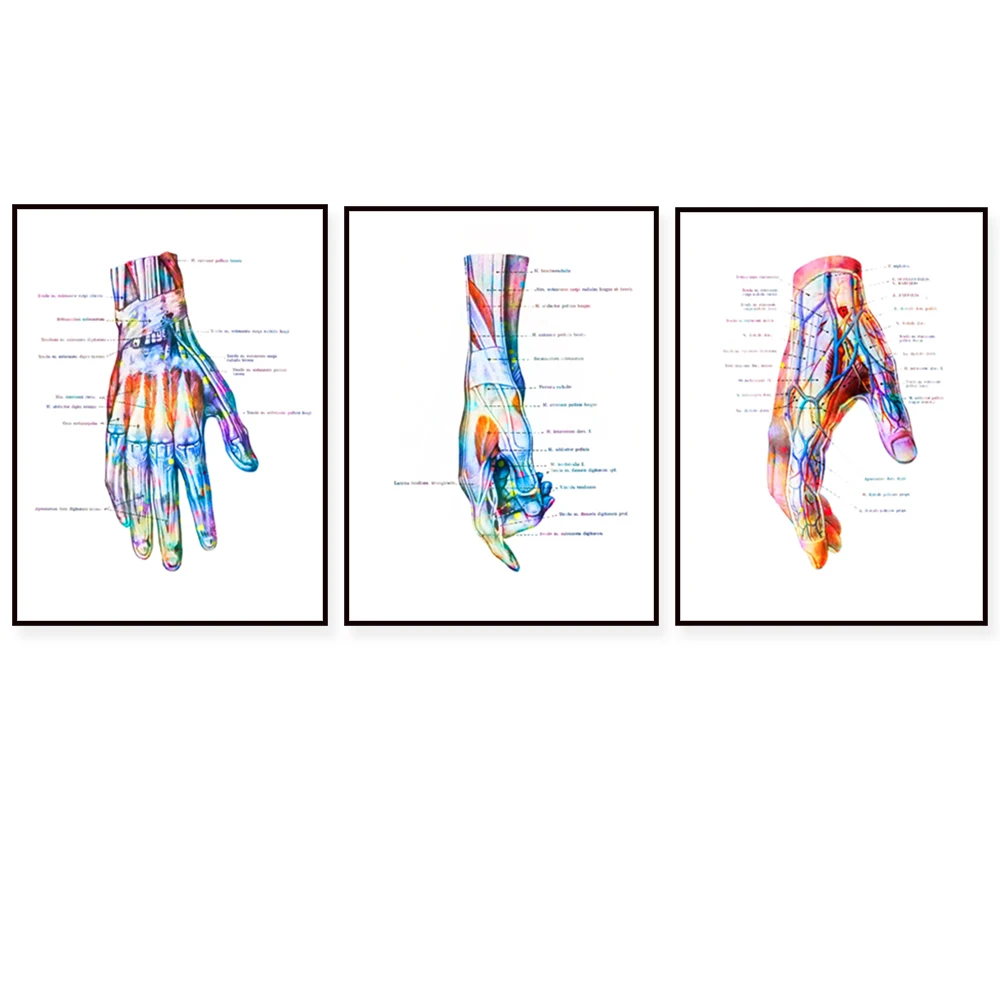 Hand anatomy print, wrist muscle and ligament print, chiropractor gift, hand surgery art medical poster, clinic orthopaedic gift