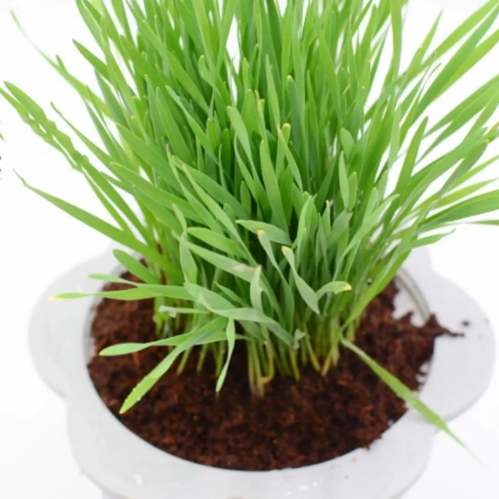 Bloco de Fibra de Coco Comprim - Substrate Coconut Fiber avaliação e preço