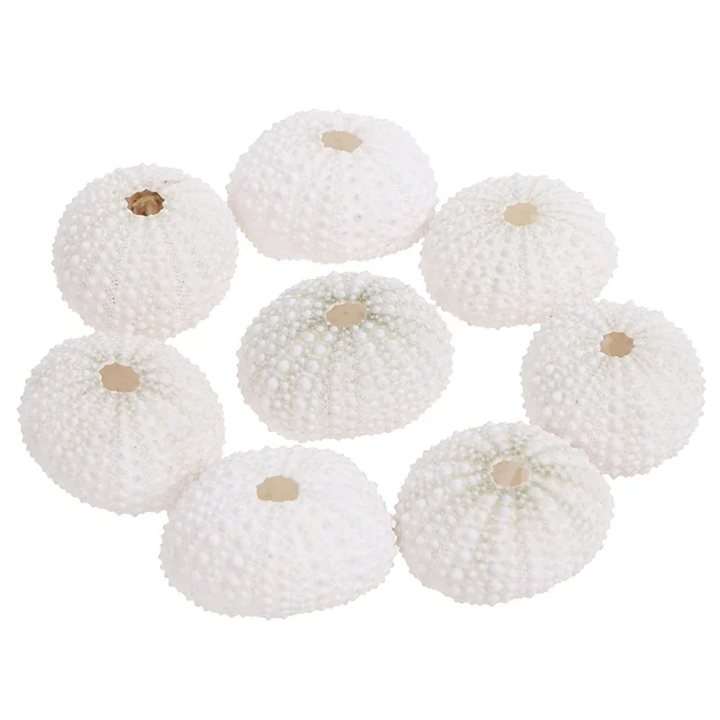 Concha de erizo de mar Natural, planta en maceta de Tillandsia para decoración del hogar, accesorios de decoración de acuario, impacto Genshin