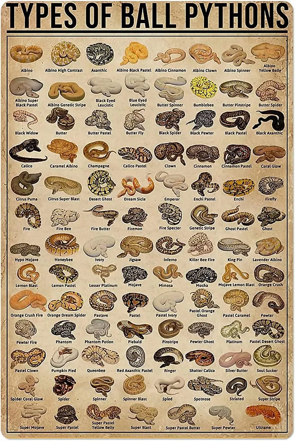 Retro Metal Tin Sign Types of Ball Pythons Poster for Outdoor & Indoor Wall Home Bar Shop Decorations Coffee Vin