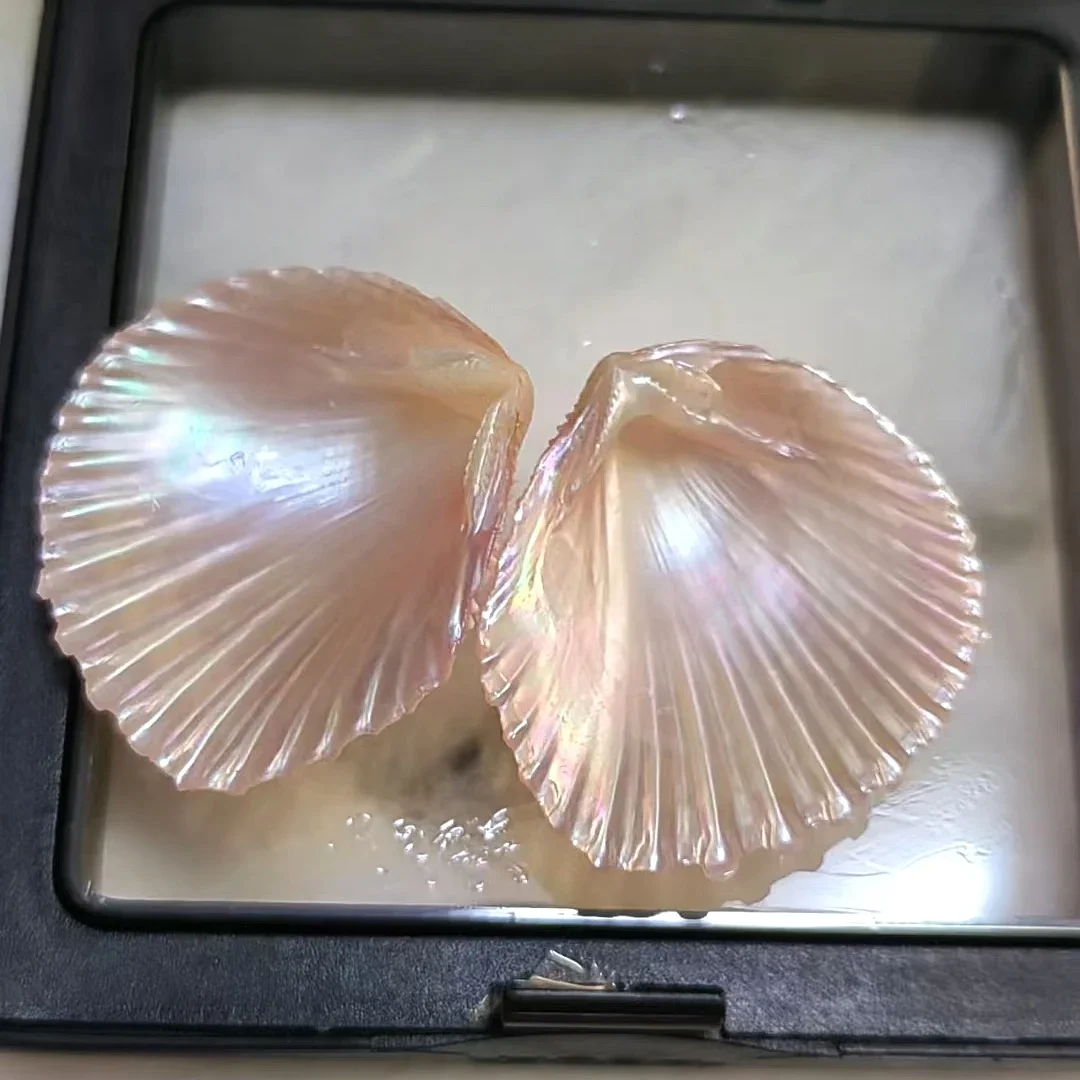 

Natural Clam Shell Jewelry Organizer Box Storage Case Ring Earring Necklace Display Container Sundries Gift Collect Specimens