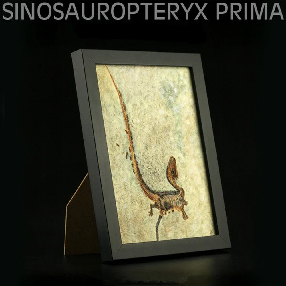 

Vitae Sinosauropteryx Prima Fossil Photo Frame Dinosaur Toys Animal Collector Decoration Adults Gift