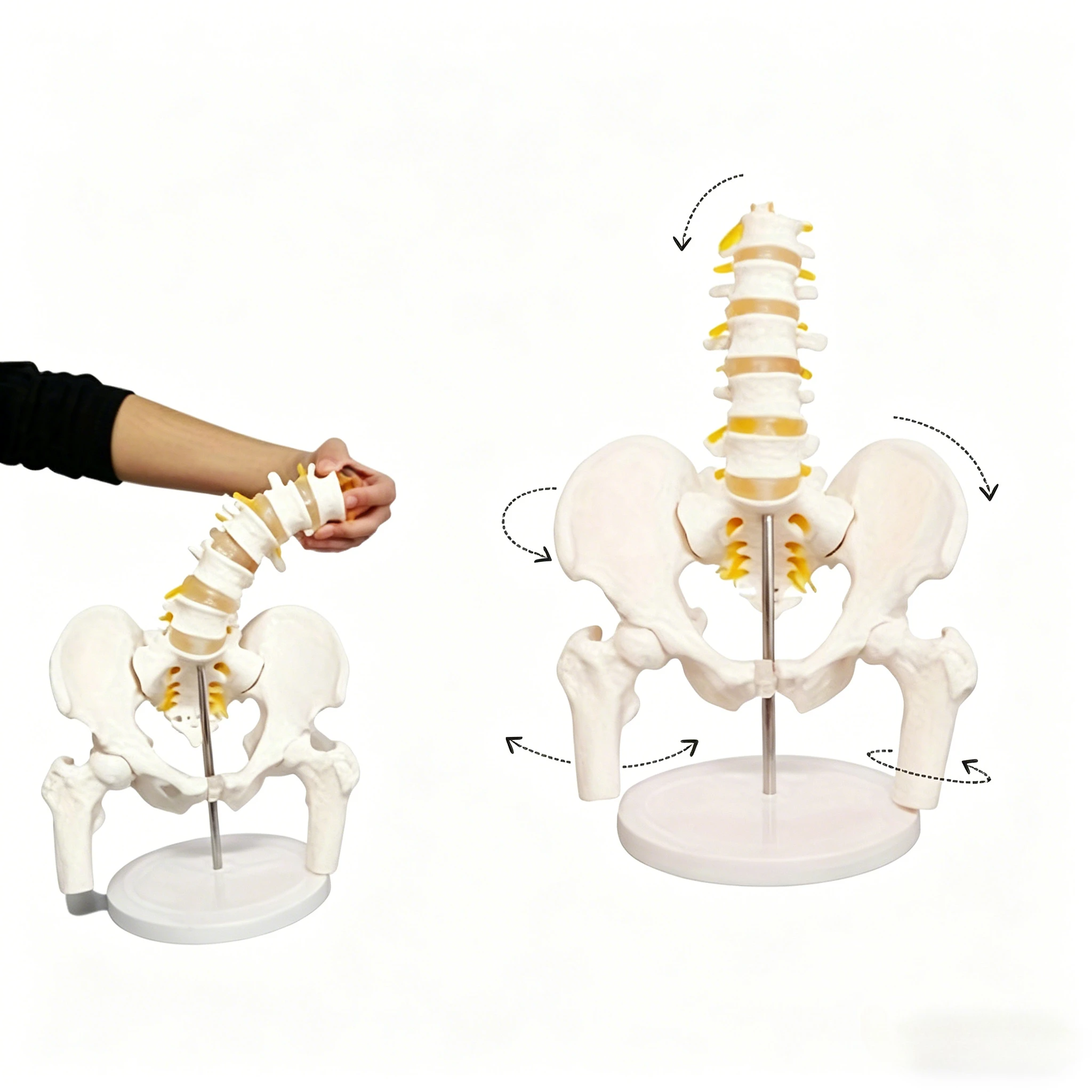 

1:1 Life-size Lumbar Pelvic Model, Fully Movable Joints. Ideal for Patient and Student Education. Rehabilitation Teaching Tool