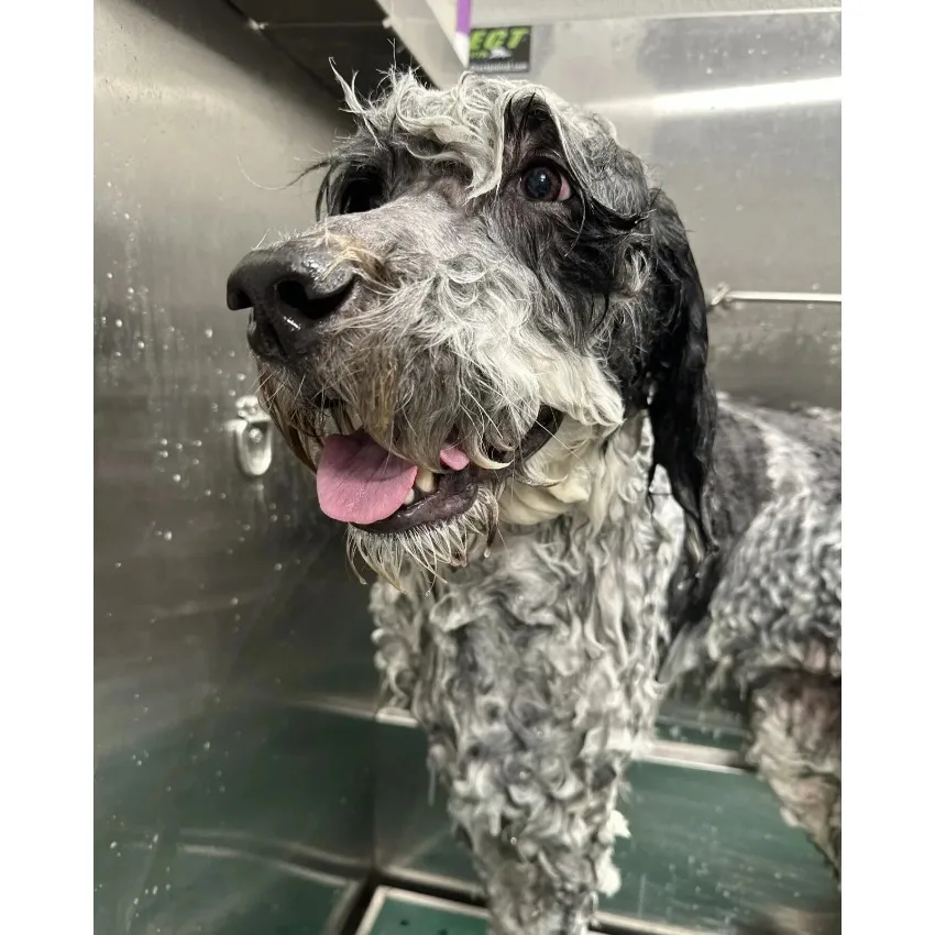 50 Inch Large Stainless Steel Pet Dog Wash Tub with Faucet & Walk-in Ramp Multifunction Pet Grooming Bath Station