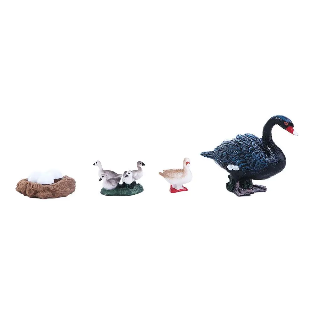 Gifts Science Miniature Swan Model Hen Cock White Goose Growth Cycle Simulation Cycle Duck Figurine Life Cycle Figures