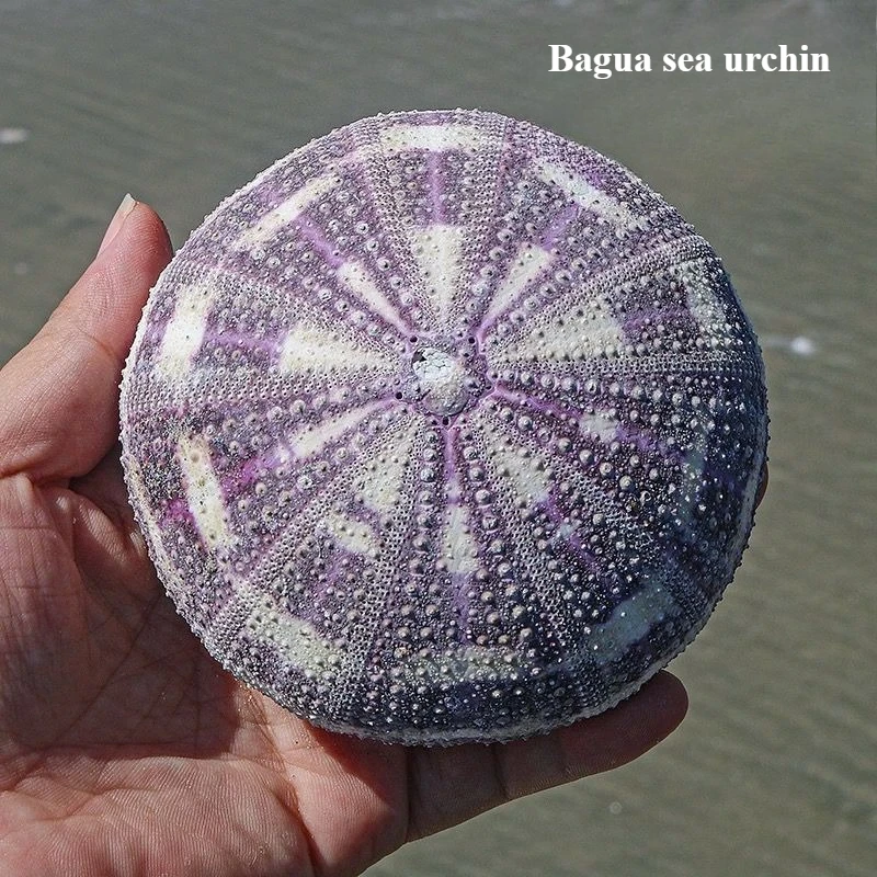 New Natural Conch Shell Green Sea Urchin Shell Empty Phoenix Sea Urchin Creative Lampshade Shell Decorative Ornament Natural