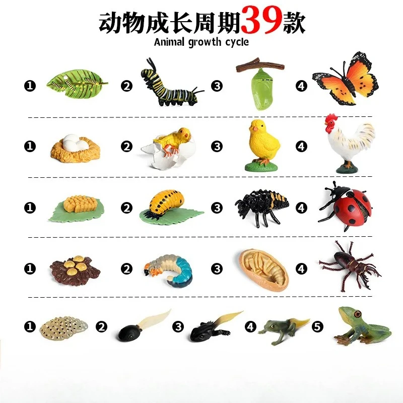 シミュレーション動物モデルミニ家禽動物昆虫カエルカメアリオンドリイナゴ昆虫の成長サイクルモンテッソーリ教材おもちゃ