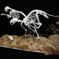 1 Pcs Real Complete Fox/Mink/Felidae Skeleton Specimen. Real animal bone. Not Installed.DIY
