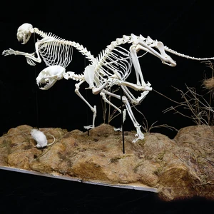 8 meilleurs animaux de taxidermie en vente - No 6