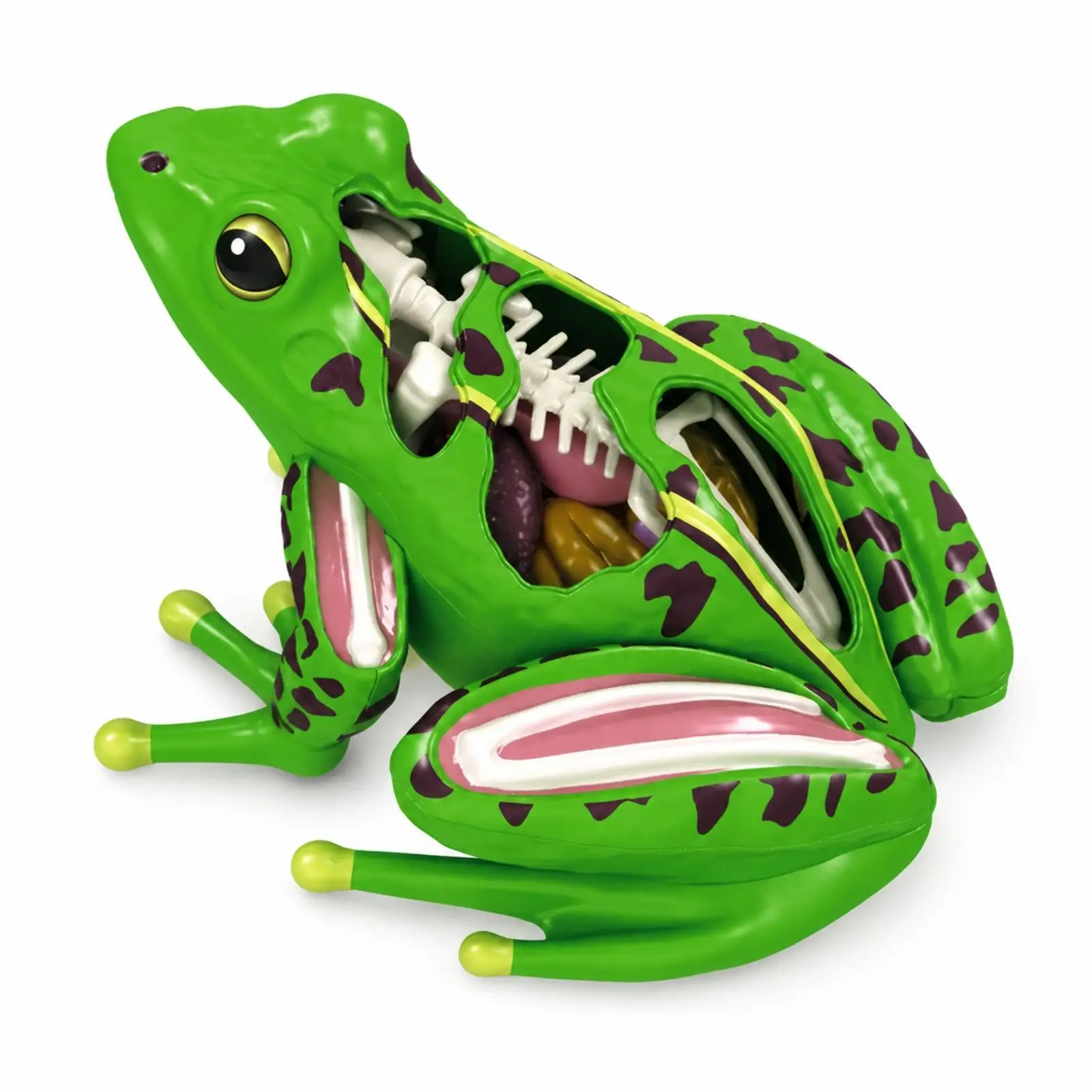 Educational Frog Dissection Fabric Set ABS Plastic 4D Anatomy Model Study Kit for Science Class