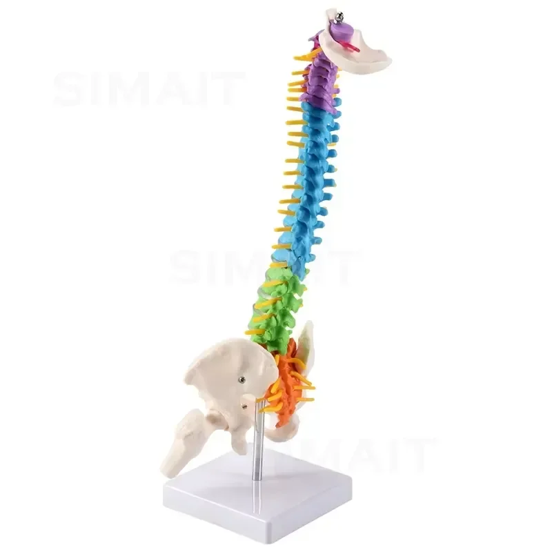 45cm Human Spinal Column Model with Pelvis, Anatomical Spine Model Teaching Tool for Students