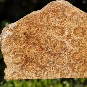 Natural Coral Jade Slab Polished Freeform Irregular Slice Unique Pattern Gemstone for Jewelry Making Home Decor