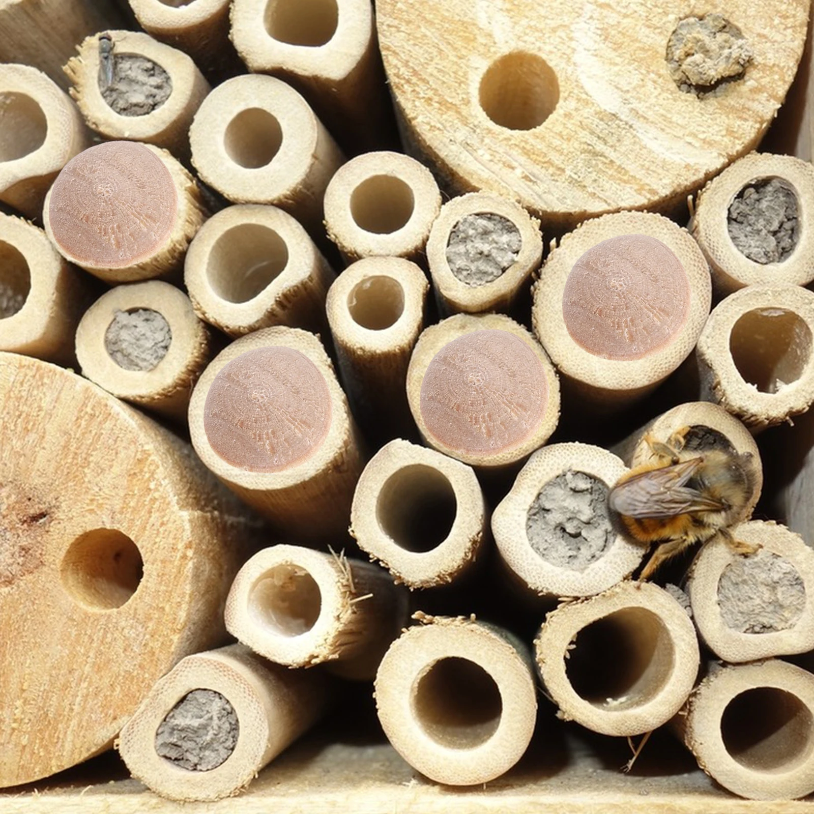 

100Pcs Wood Plugs Furniture Holes Easy Install Decorative Cap Carpenter Projects Cabinet Hole Plug Furniture Plug