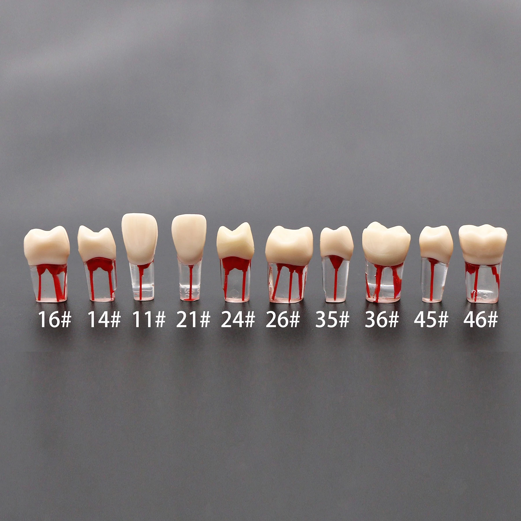 Endodontyczna praktyka 1:1 korzeniowego Model zębów M8006 11 #14 #16 #21 #24 #26 #35 #36 #45 #46 # standardowe studiowanie typodontów