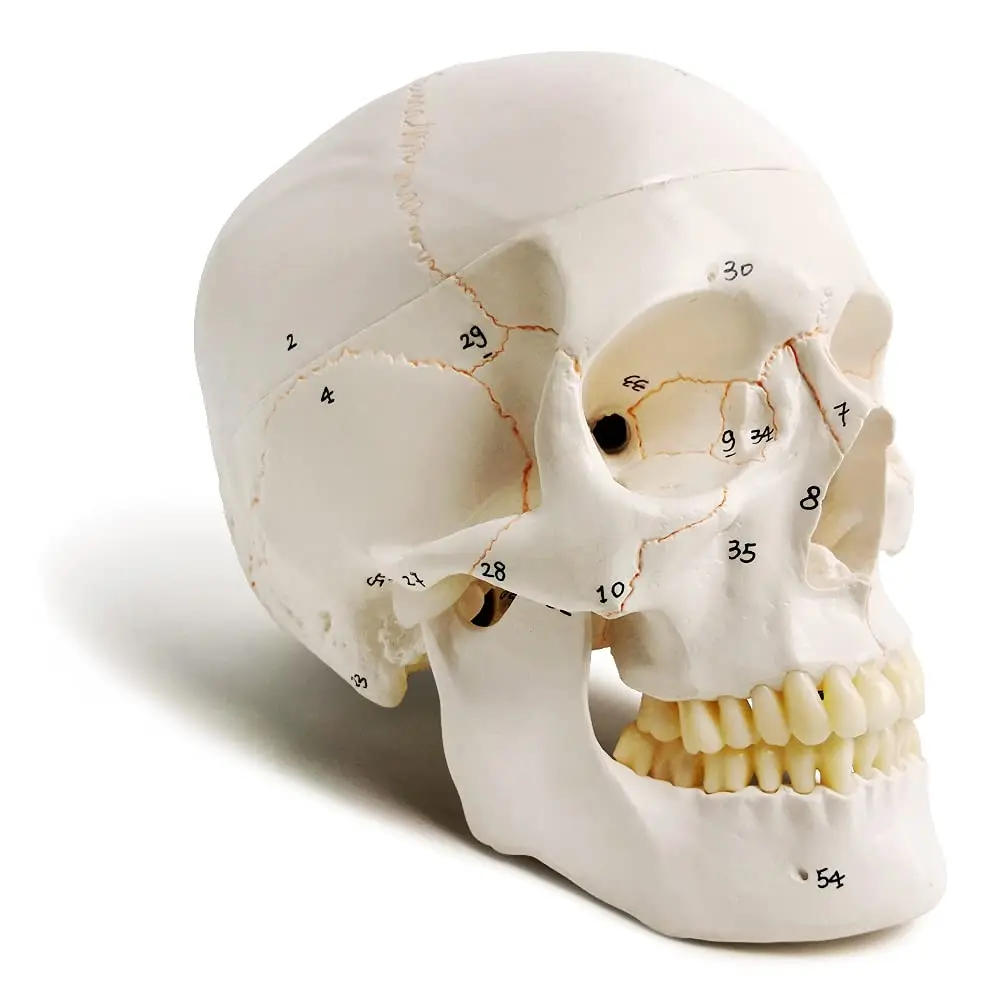 Classic Numbered Human Skull Model Life Size Medical Quality-3 Part 54pcs Labeled Numbered for Medical Student