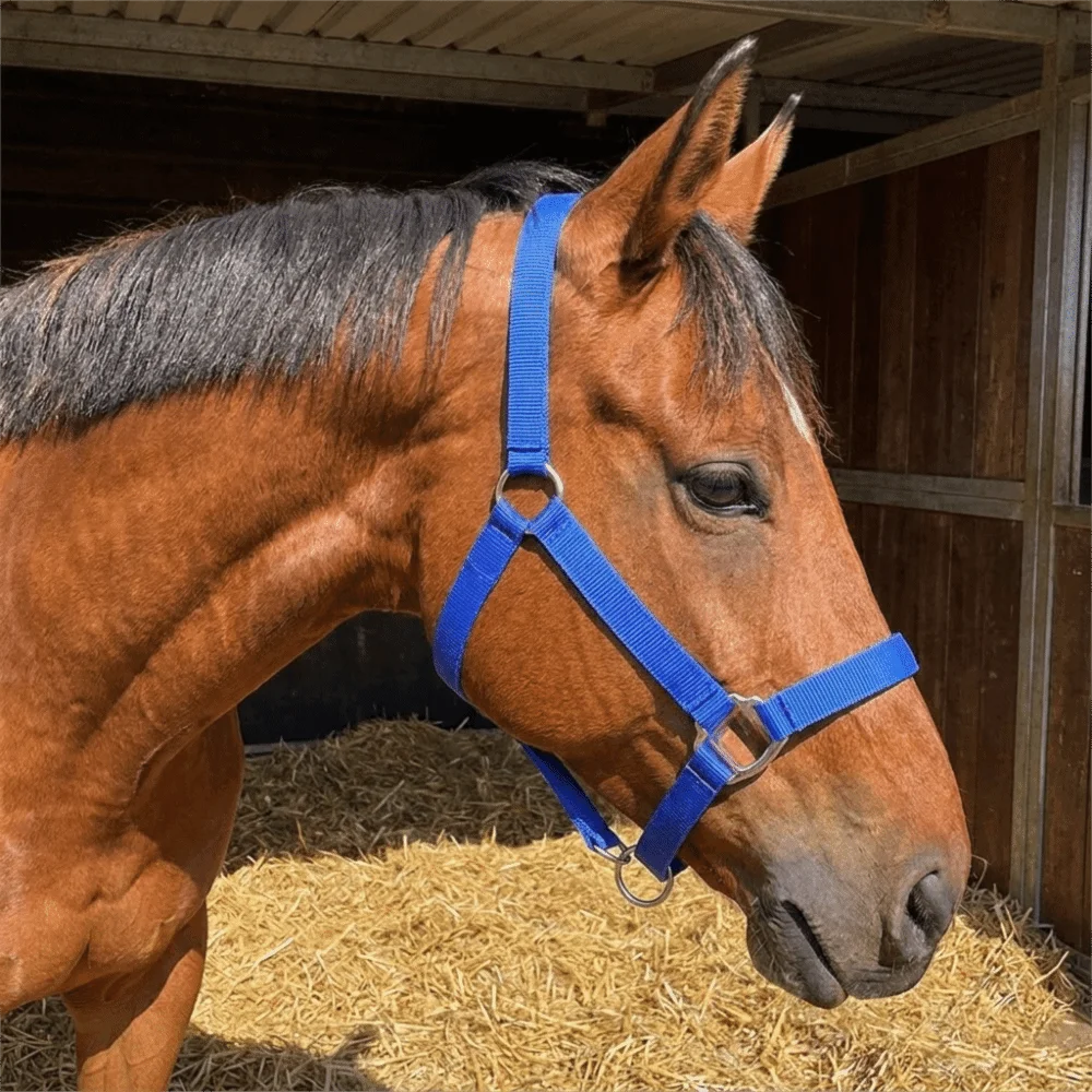 Professional Adjustable Horse Halter Nylon Durable Equestrian Bridle Easy To Wear Comfortable Horse Training Rope Outdoor Riding