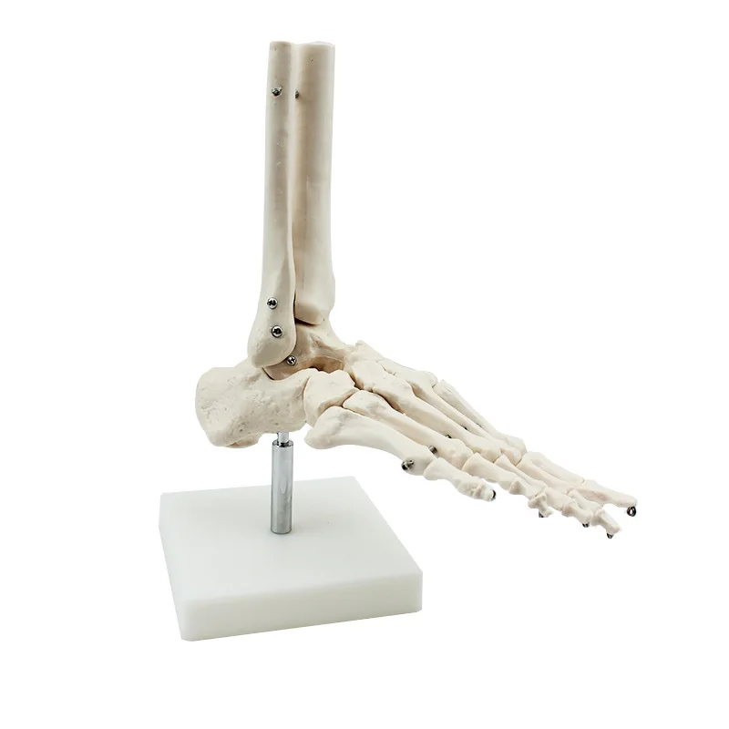 Medical Human Skeleton Foot Bones Anatomy Model Foot and Ankle  With Shank Bone Anatomical Model Greys Anatomy