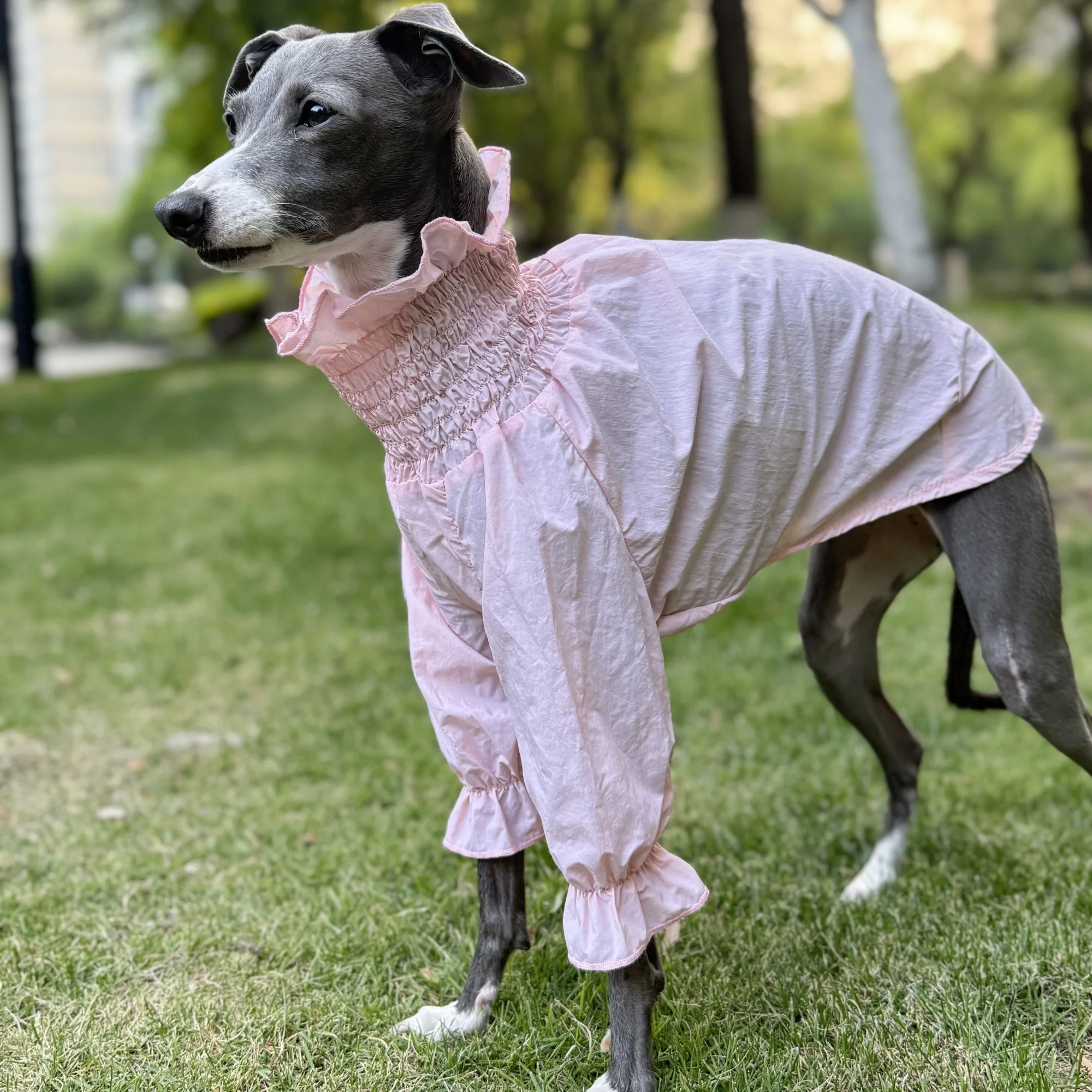 Camiseta abrigo protección solar perros Italian Greyhound y Bedlington - imagen 4