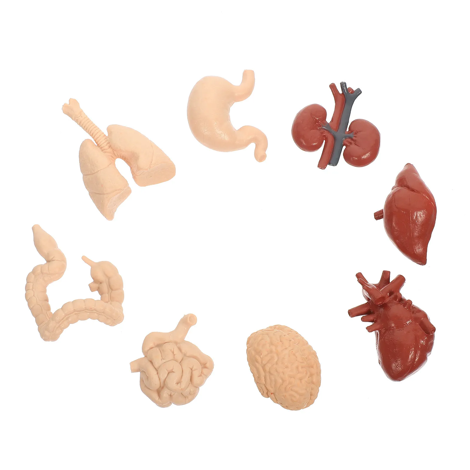

1Set Vivid Realistic Human Internal Organs Teaching Aid for Anatomy Learning Education School University Lab Training