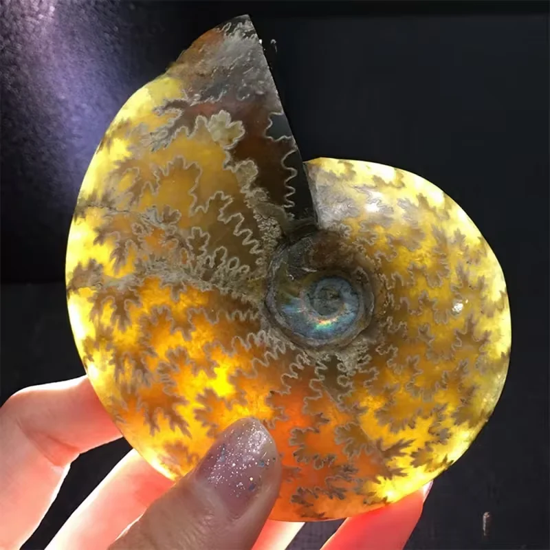 

Natural high-quality Madagascar ammonite, suitable for home decoration, paleontological collection, mineral display. Raw ammonit