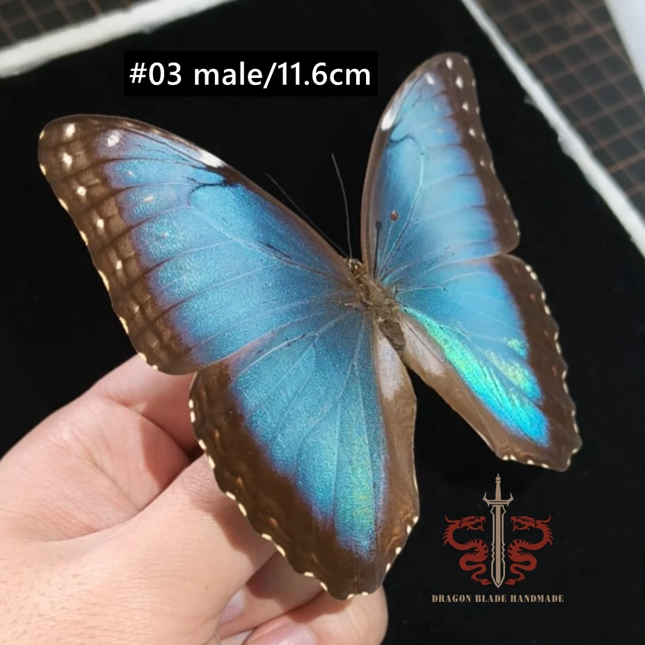 Butterfly specimen Morpho helenor male, 1pc wings spread A1/A- high quality, Decorative Display Collection Gifts